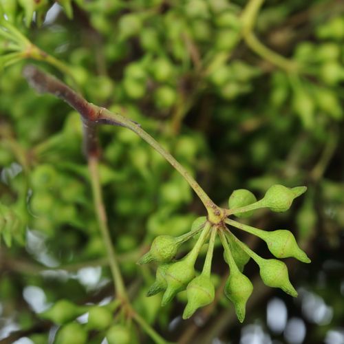 Exotica Frucht grün Ohne Blätter 150 Gramm 55cm