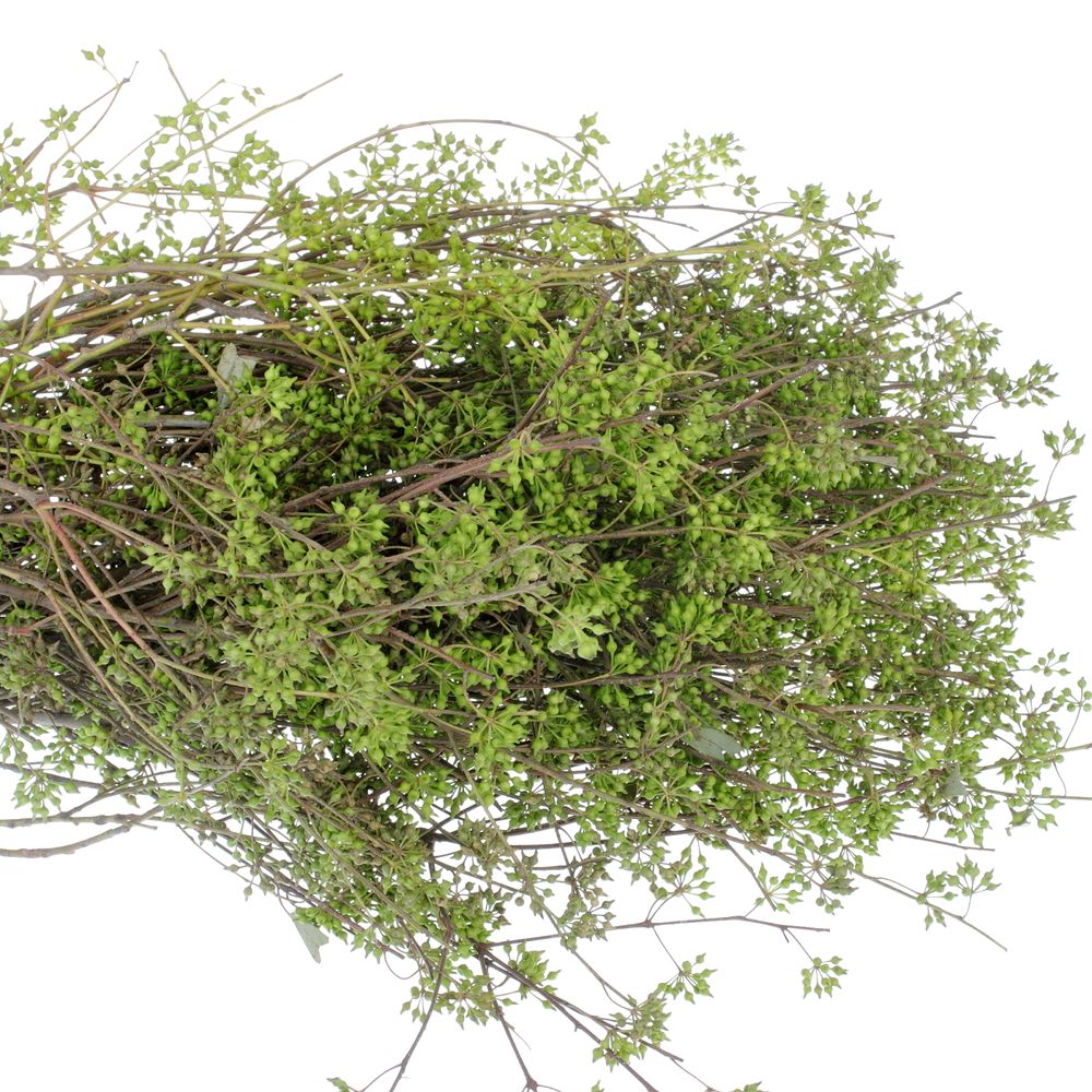 Exotica Frucht grün Ohne Blätter 150 Gramm 55cm