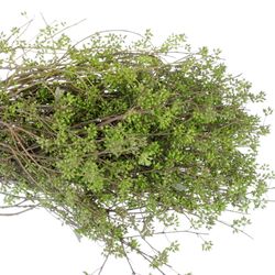 Exotica Frucht grün Ohne Blätter 150 Gramm 55cm