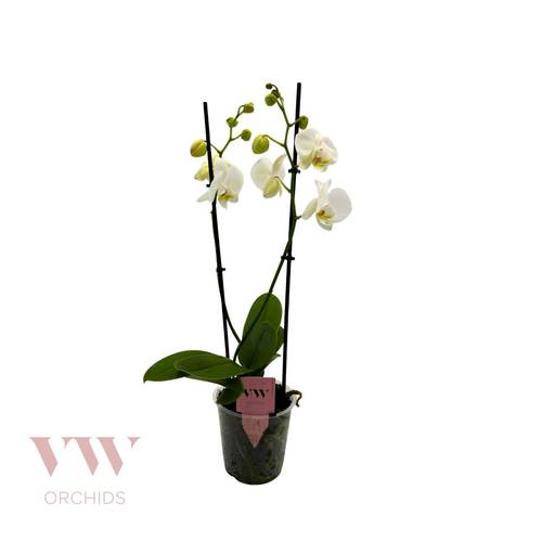 Phal.2-R weiss Inverness T12 H050