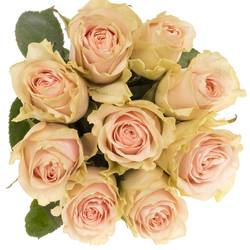 Rose hell rosa/creme Frutteto 60cm