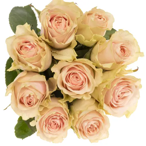 Rose hell rosa/creme Frutteto 60cm