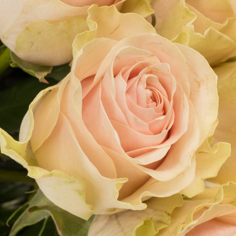 Rose hell rosa/creme Frutteto 60cm