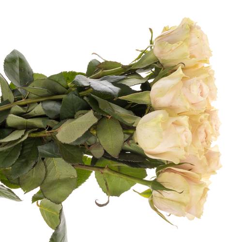 Rose hell rosa/creme Frutteto 60cm