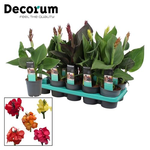 Canna mix Island T12 H045