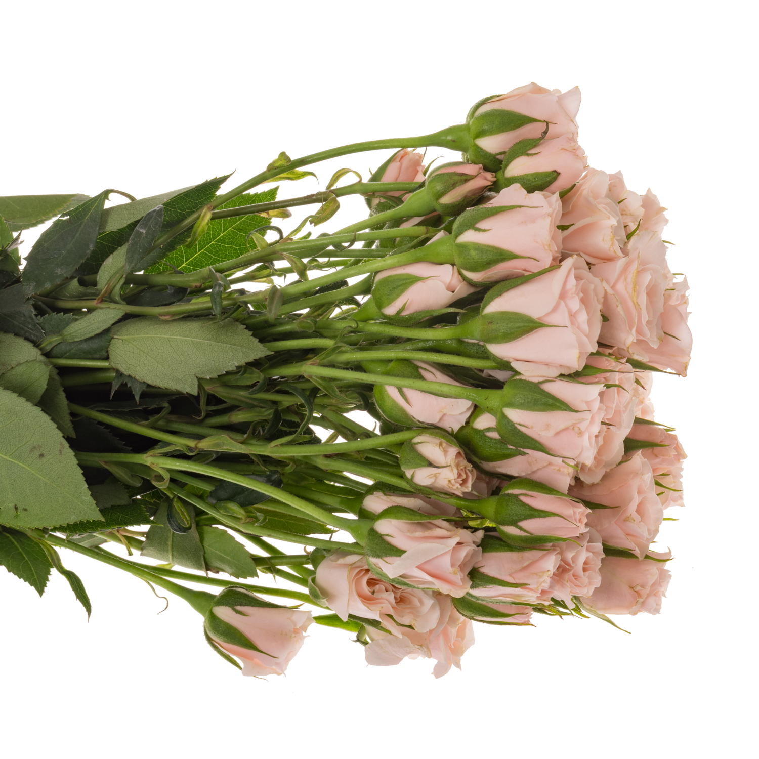 Rose verzweigt  pink Majolica 50cm duftend