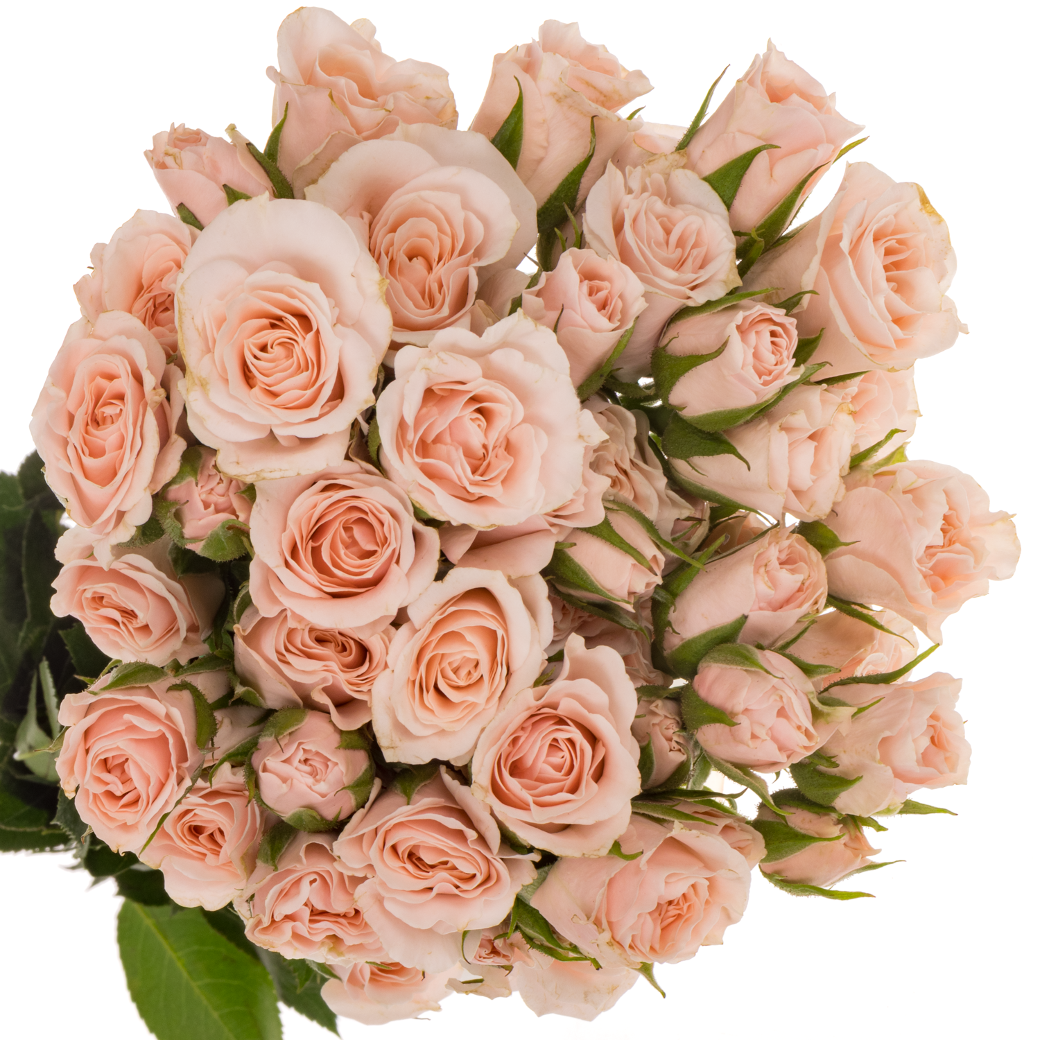 Rose verzweigt  pink Majolica 50cm duftend