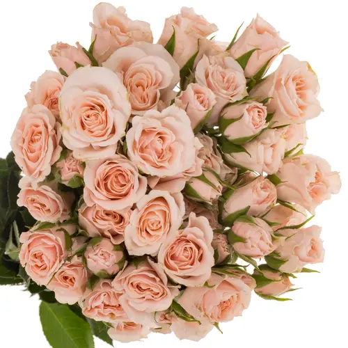 Rose verzweigt  pink Majolica 50cm duftend