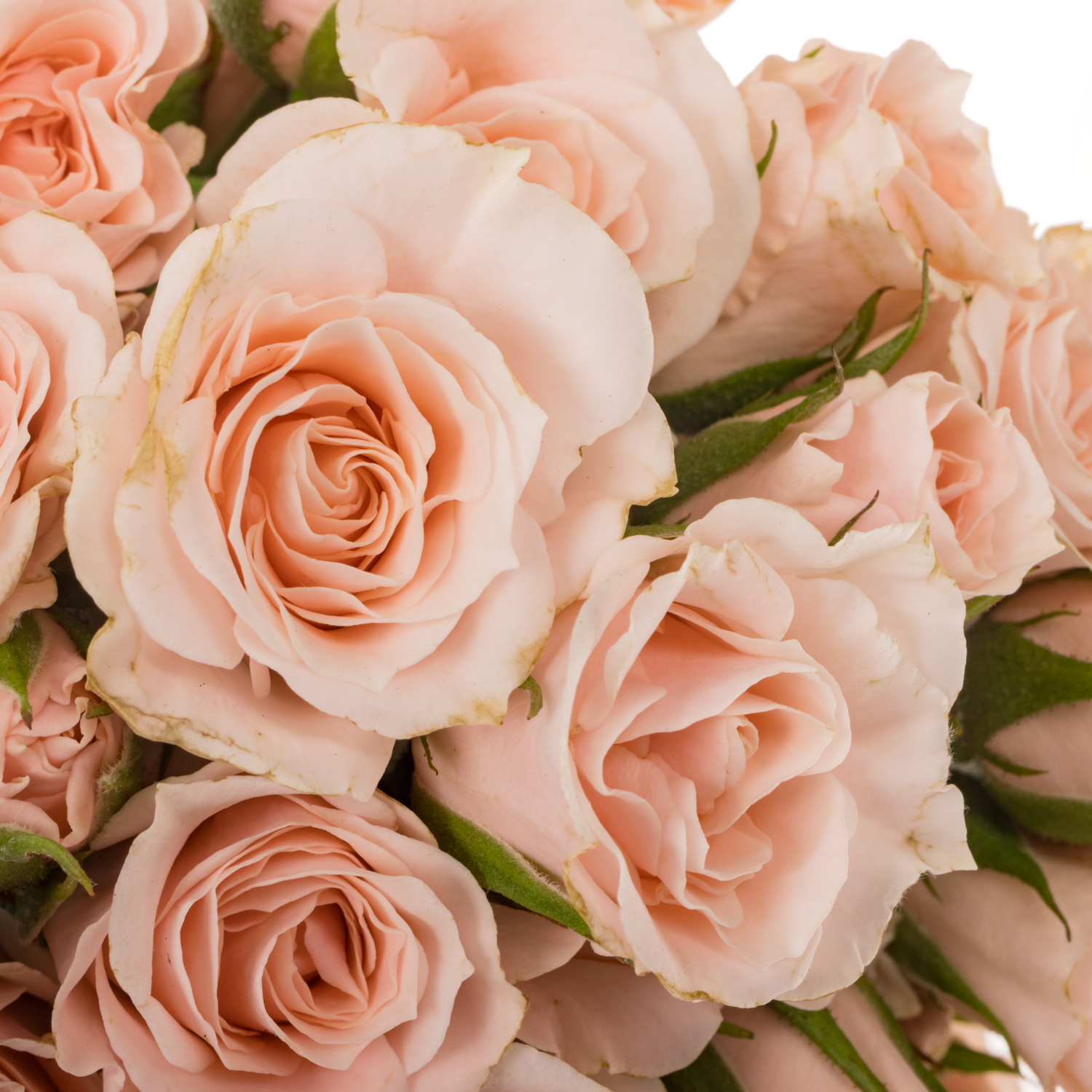 Rose verzweigt  pink Majolica 50cm duftend