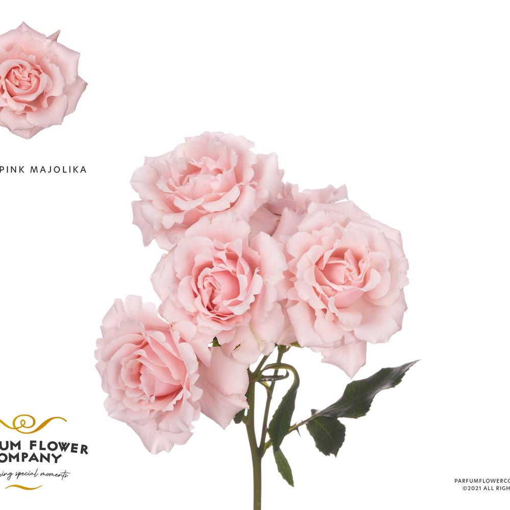 Rose verzweigt  pink Majolica 50cm duftend