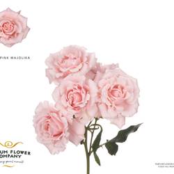 Rose verzweigt  pink Majolica 50cm duftend