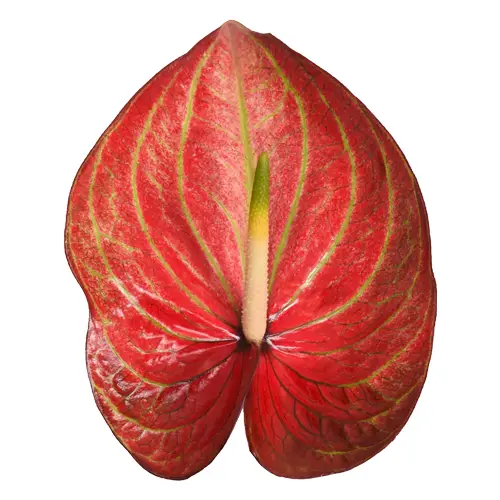 Anthurium rot Caribean 13cm