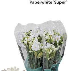 Narzisse weiss Ziva 55cm