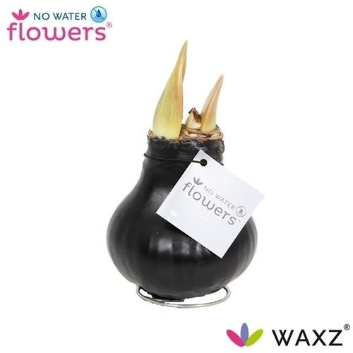 Amar.Bol Wachs schwarz rote Bl. H15