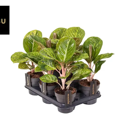 Aglaonema grün Apple T12 H035