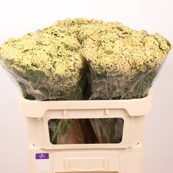 Achillea apricot Neonglow Saffron 70cm