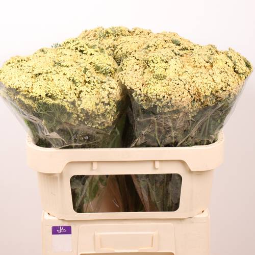 Achillea apricot Neonglow Saffron 70cm