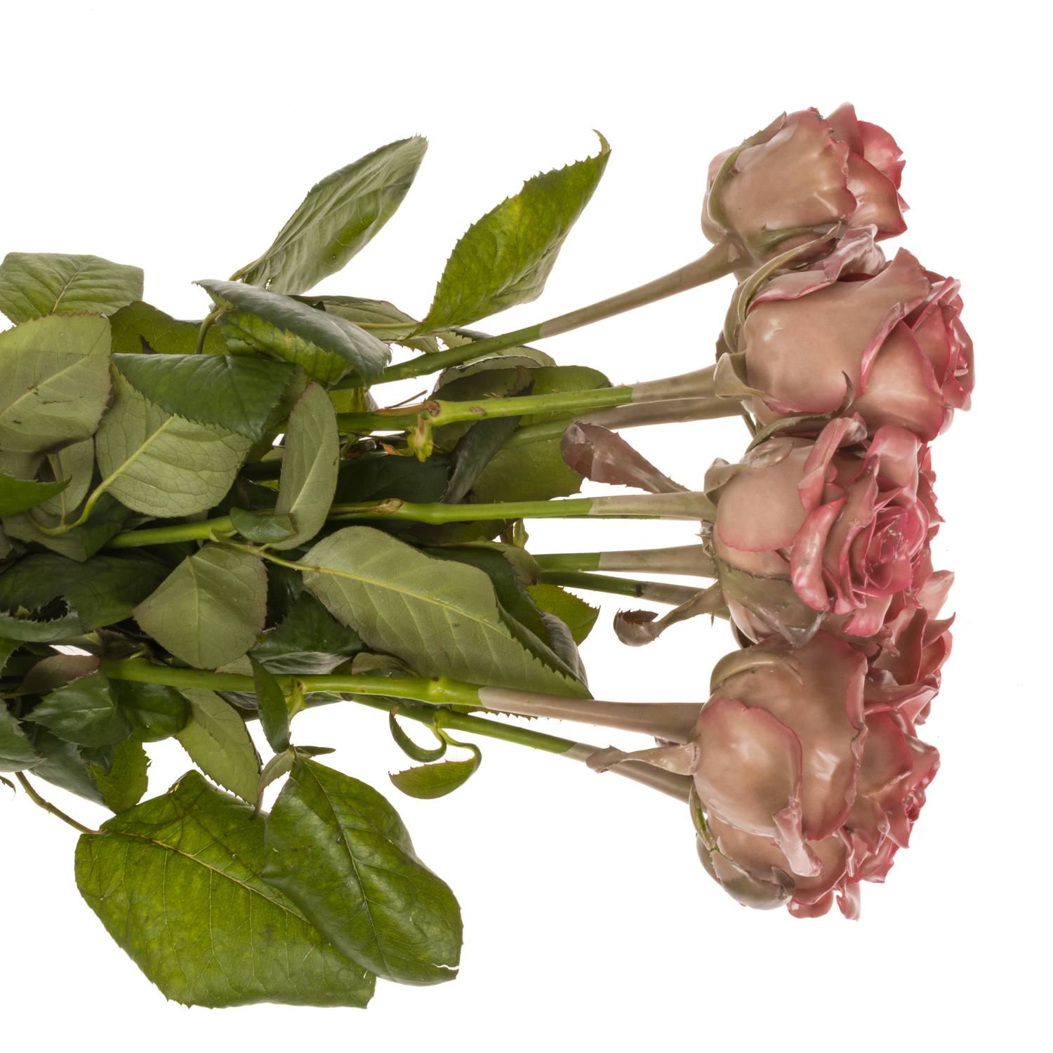 Rose braun/rosa Classic Pink Wachs Avalanche 60cm