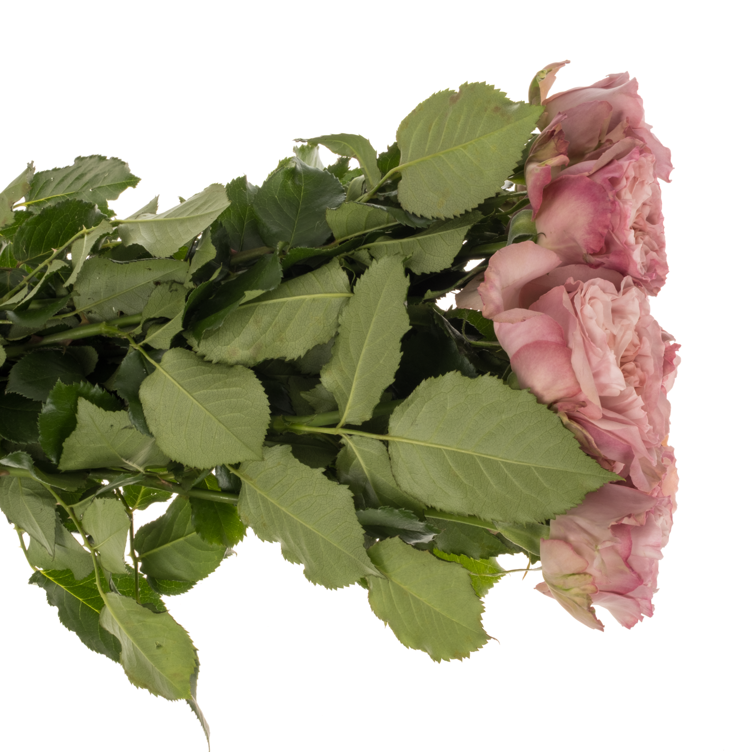 Rose lila sonstig gefüllt 50cm