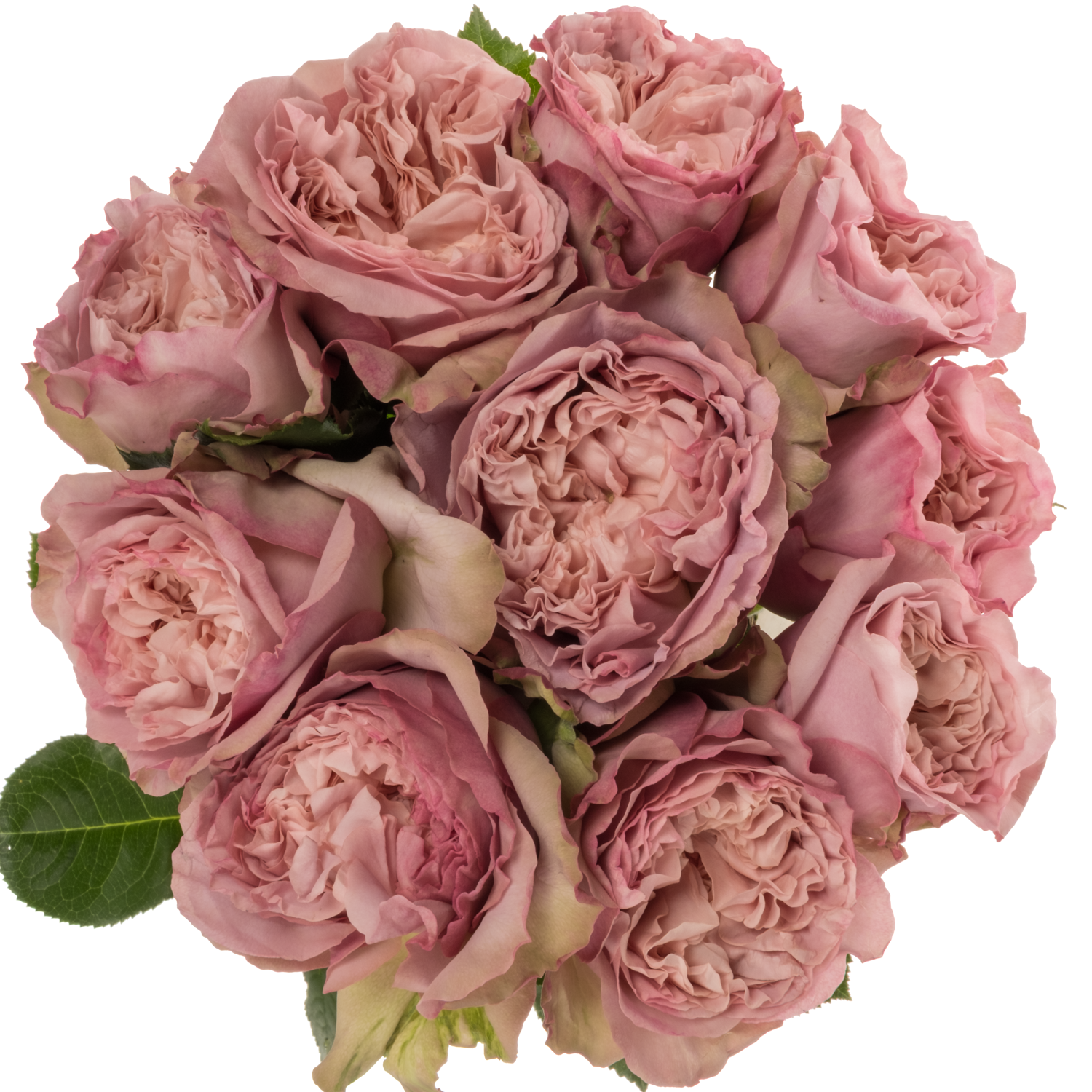 Rose lila sonstig gefüllt 50cm