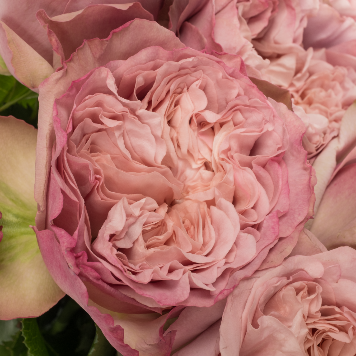 Rose lila sonstig gefüllt 50cm