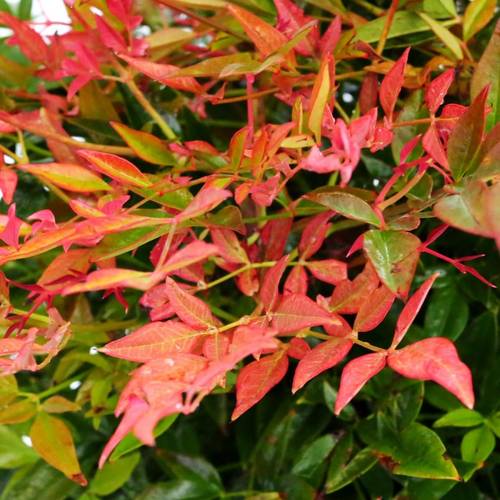 Nandina domestica Gulfstream T23 H040