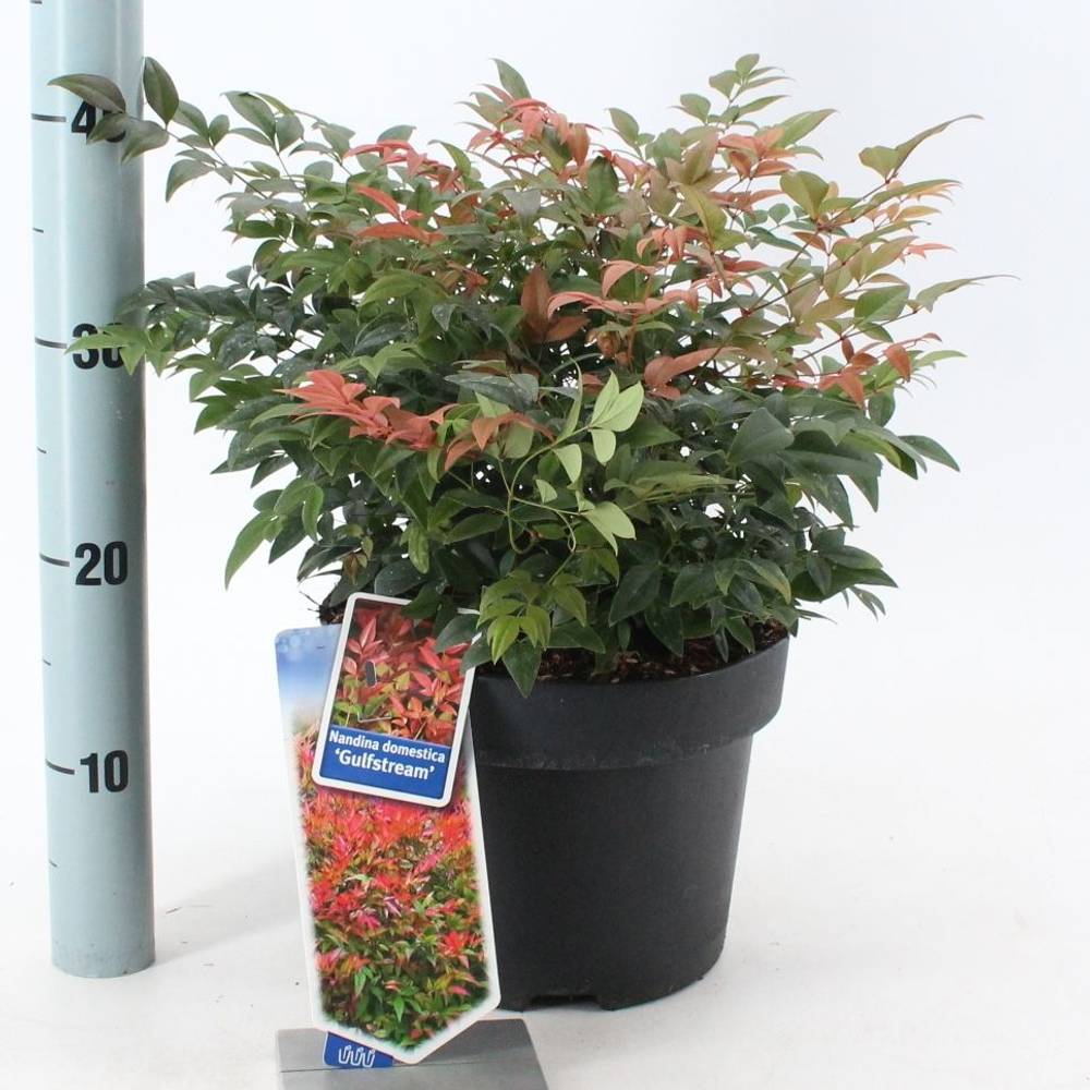 Nandina domestica Gulfstream T23 H040