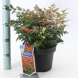 Nandina domestica Gulfstream T23 H040