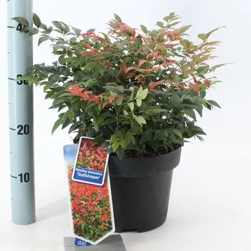 Nandina domestica Gulfstream T23 H040