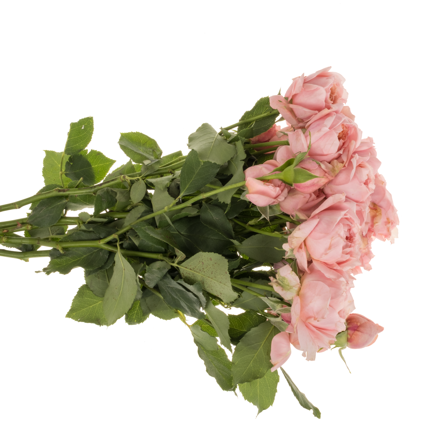 Rose verzweigt hell rosa Julietta 60cm