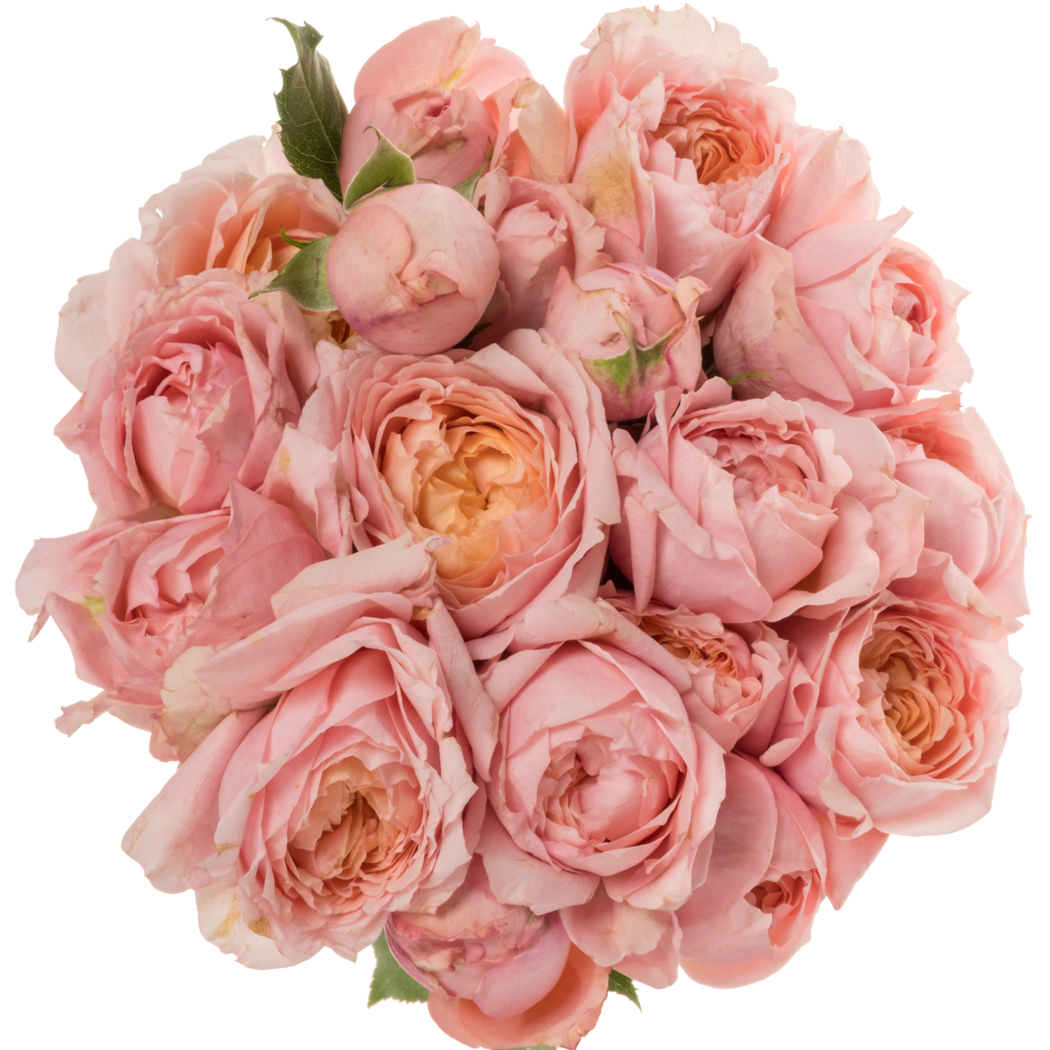 Rose verzweigt hell rosa Julietta 60cm