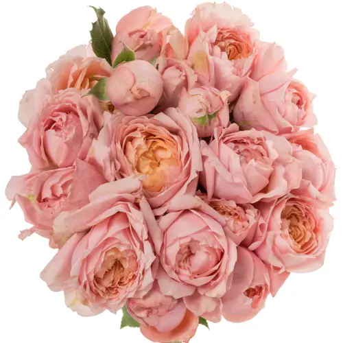 Rose verzweigt hell rosa Julietta 60cm