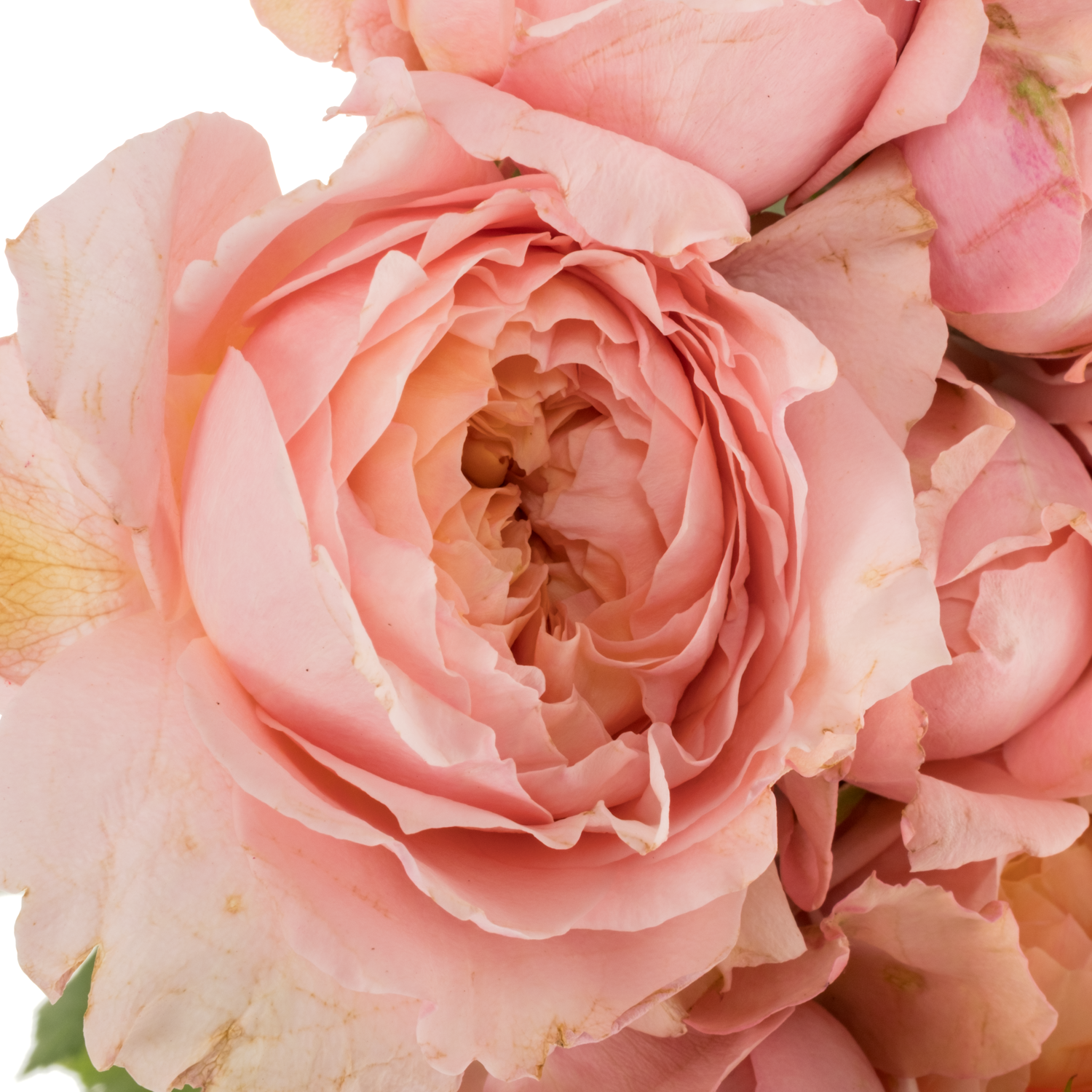 Rose verzweigt hell rosa Julietta 60cm