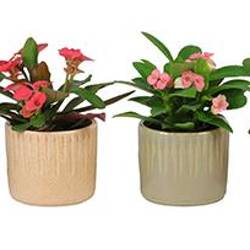 Euphorbia Milii mix im Topf I67004 T06 H013