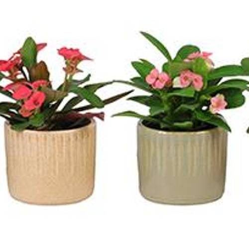 Euphorbia Milii mix im Topf I67004 T06 H013