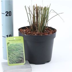 Miscanthus Graci T17 H040