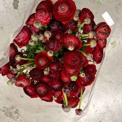 Ranunkel braun Chocolade Italien Extra 40cm