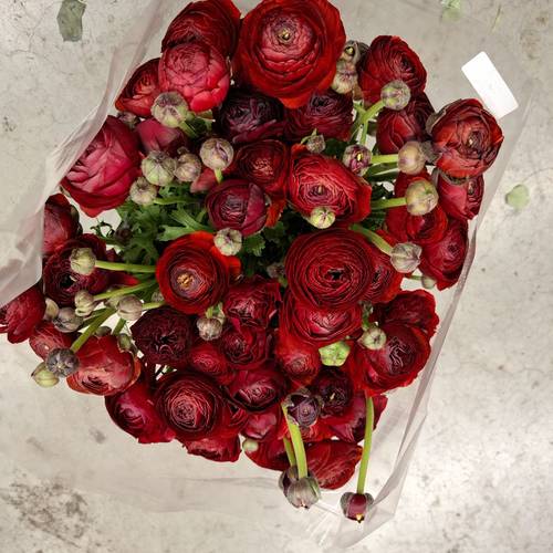 Ranunkel braun Chocolade Italien Extra 40cm