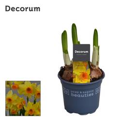 Narzisse 3er gelb orange Bittern T09 H015