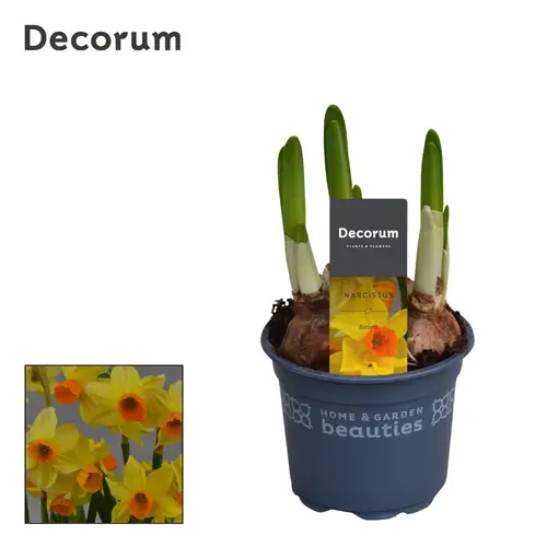 Narzisse 3er gelb orange Bittern T09 H015