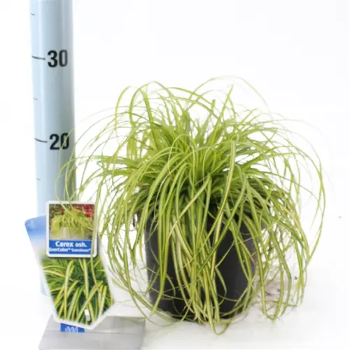 Carex Oshimensis Eversheen T17 H035
