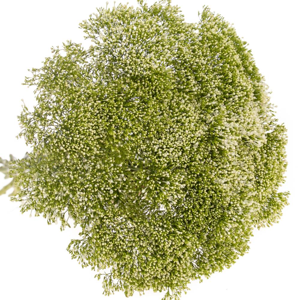 Tragelium weiss Import 70cm x50