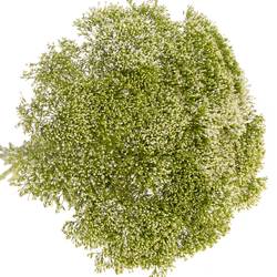 Tragelium weiss Import 70cm x50