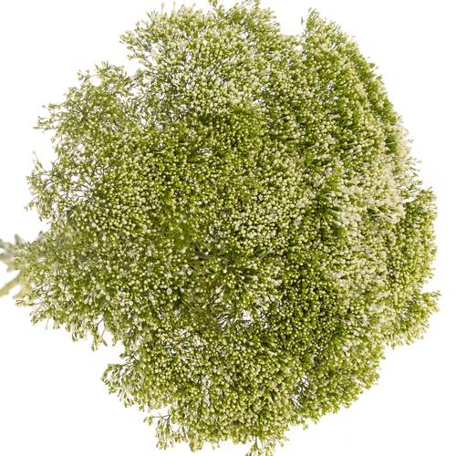 Tragelium weiss Import 70cm x50