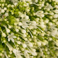 Tragelium weiss Import 70cm x50