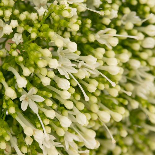 Tragelium weiss Import 70cm x50