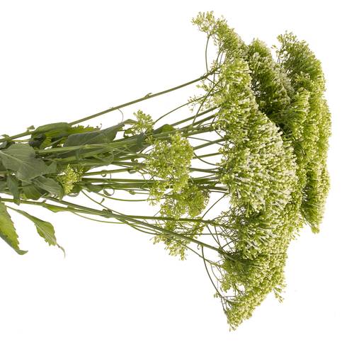 Tragelium weiss Import 70cm x50