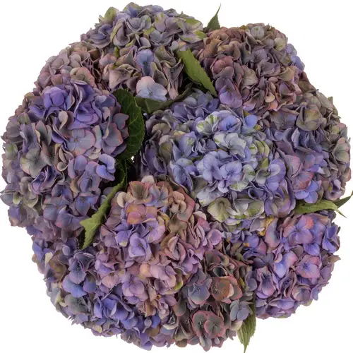 Hortensie milkaMidnight Sky Bol 17cm 40cm