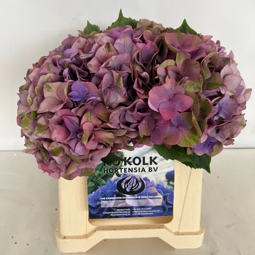 Hortensie milka  Midnight Sky Bol 19cm 40cm