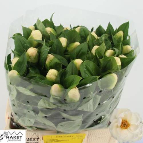 Pfingstrose creme prairie Moon 60cm